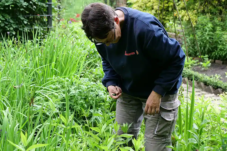 Person erntet Gem&uuml;se